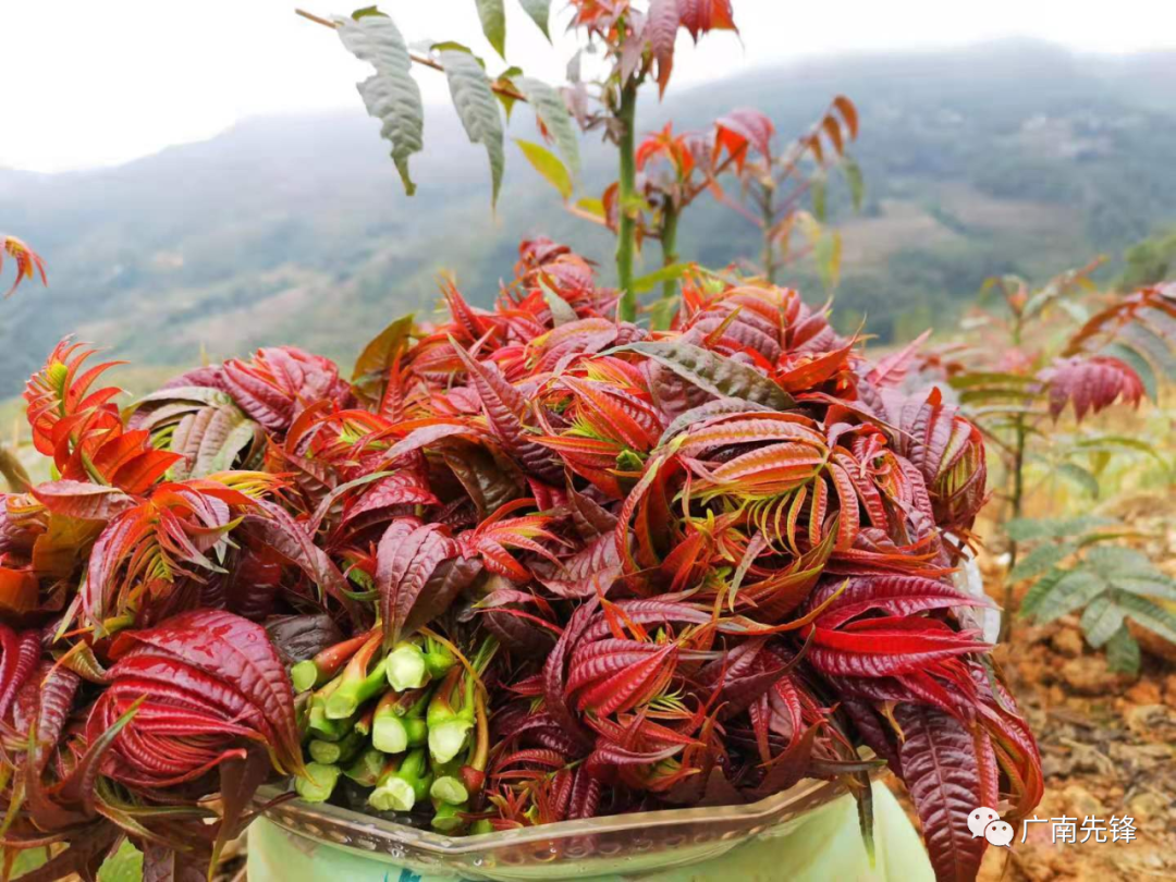 弥勒种植香椿致富_致富种植弥勒香椿怎么样_云南弥勒香椿种植