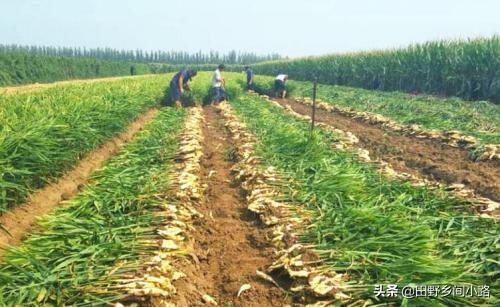 农村种植生姜致富_生姜种植的利润和前景_致富经生姜种植技术视频