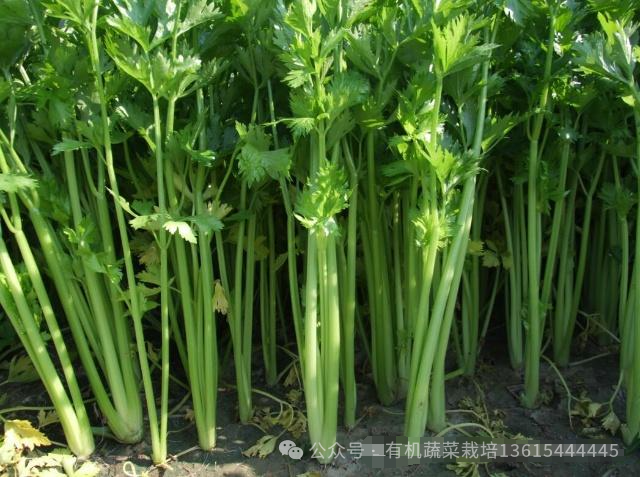 大棚芹菜如何种植？大棚芹菜种植管理技术