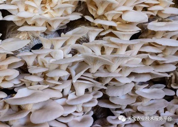 平菇种植技术平菇栽培_平菇栽培种植技术_栽培种植技术平菇技术要点