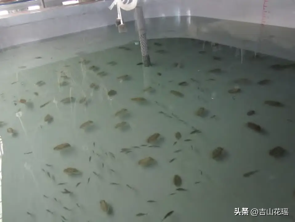 养殖乌贼技术规范_乌贼养殖_乌贼养殖技术