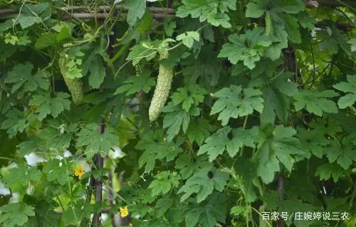 苗苦瓜室内种植技术与管理_苗苦瓜室内种植技术视频_室内苦瓜苗种植技术