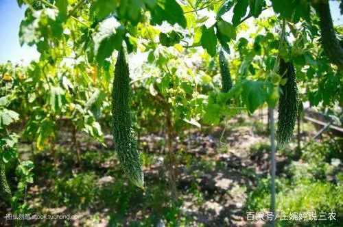 室内苦瓜苗种植技术_苗苦瓜室内种植技术视频_苗苦瓜室内种植技术与管理