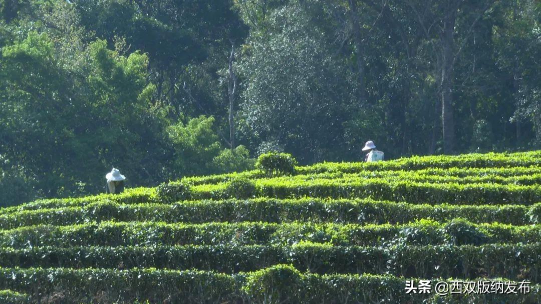 养鸡致富视频_养殖原鸡的市场前景_原鸡养殖致富经