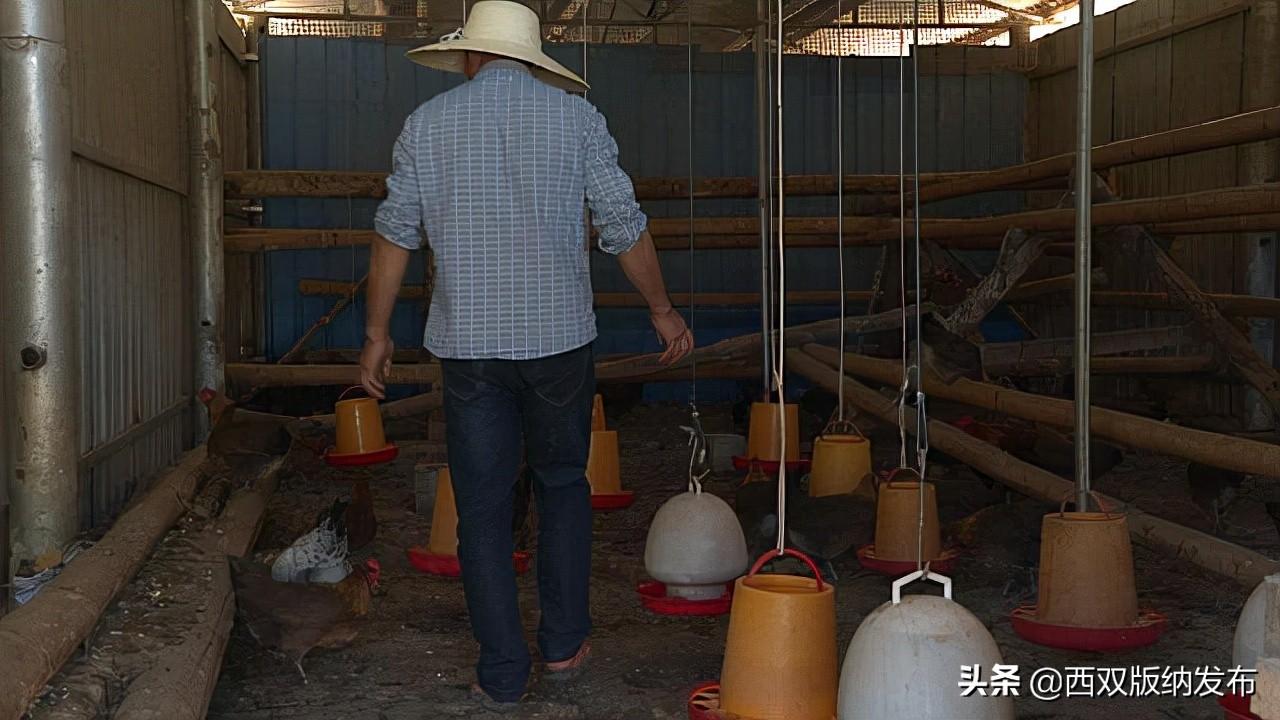 原鸡养殖致富经_养鸡致富视频_养殖原鸡的市场前景