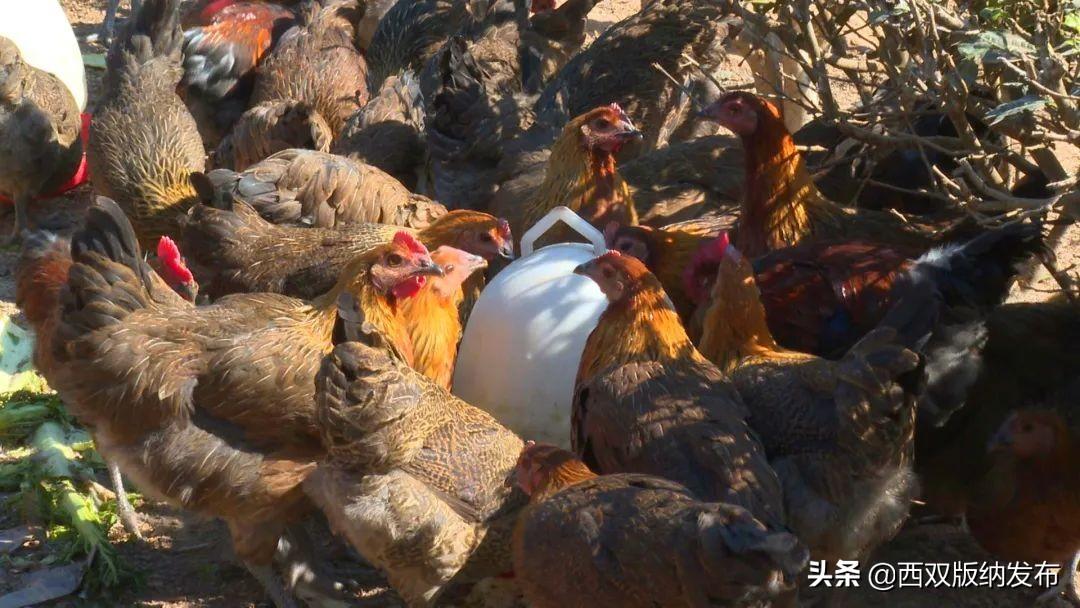 原鸡养殖致富经_养殖原鸡的市场前景_养鸡致富视频