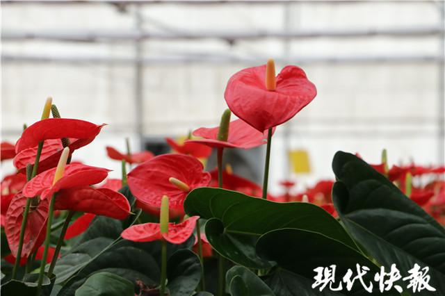 种花致富经_致富种植花苗视频_种植花苗致富