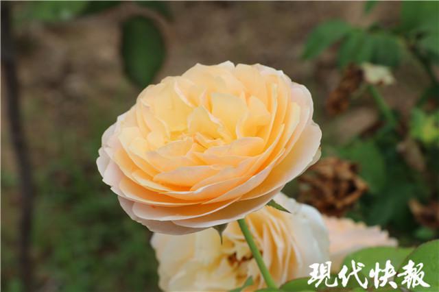 致富种植花苗视频_种植花苗致富_种花致富经