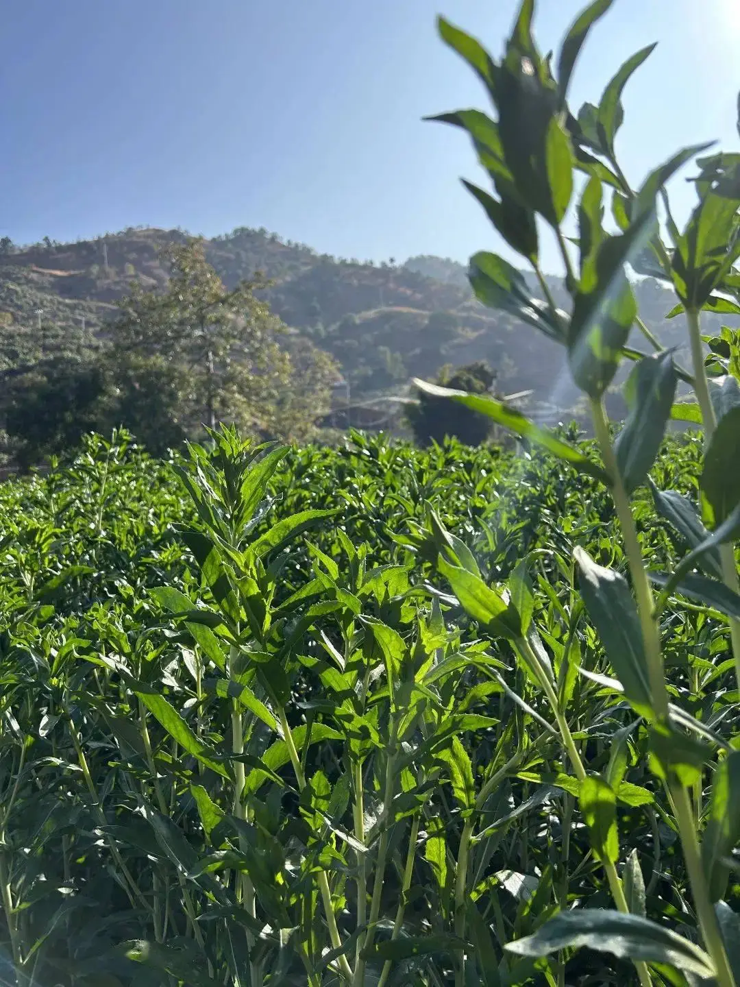 种植花苗致富_种植花卉致富_致富种植花苗图片