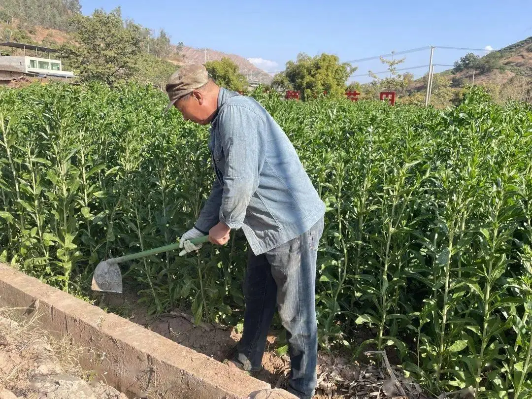 种植花苗致富_种植花卉致富_致富种植花苗图片