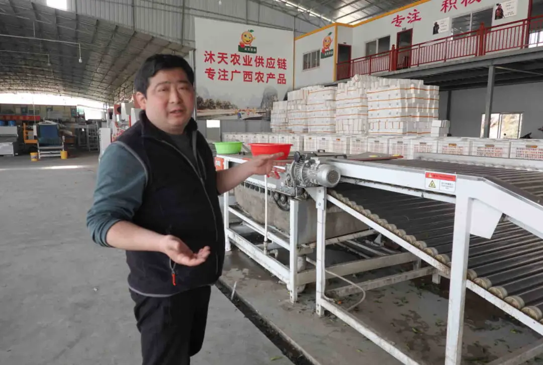 永福苗木种植_永福养殖_永福种植致富