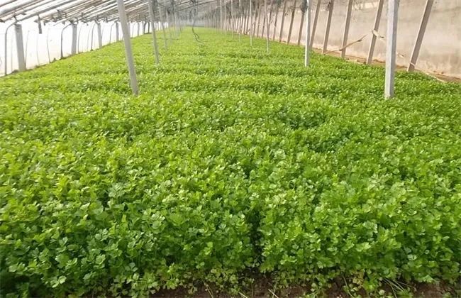 芹菜种植技术小知识_小芹菜种植技术_芹菜种植与栽培技术