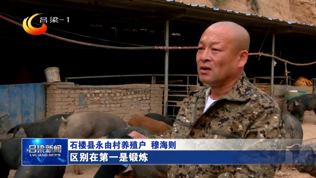 致富经放养黑猪_致富经散养黑猪视频全集_崇州黑猪致富经