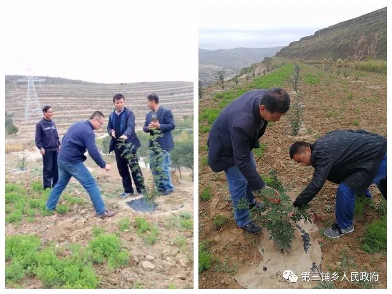 第三铺乡邀请甘肃农业大学林学院王有科教授进行花椒种植技术培训