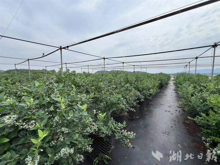 农业致富网种植_农村致富网种植_致富经农业种植