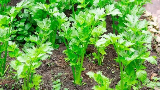 芹菜种植技巧_小芹菜种植技术_芹菜种植技术小知识