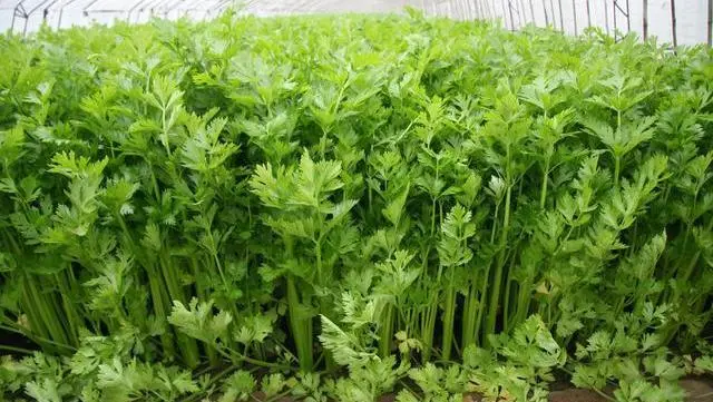 芹菜种植技巧_芹菜种植技术小知识_小芹菜种植技术