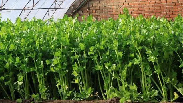 芹菜种植技术小知识_小芹菜种植技术_芹菜种植技巧