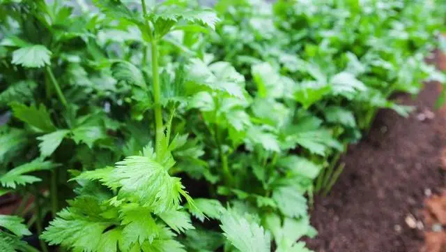 芹菜种植技术小知识_小芹菜种植技术_芹菜种植技巧