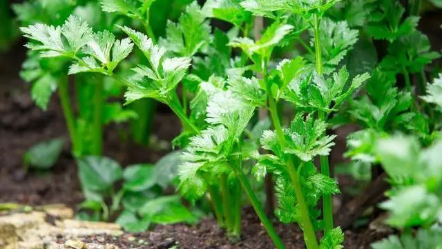 小芹菜种植技术_芹菜种植技术小知识_芹菜种植技巧