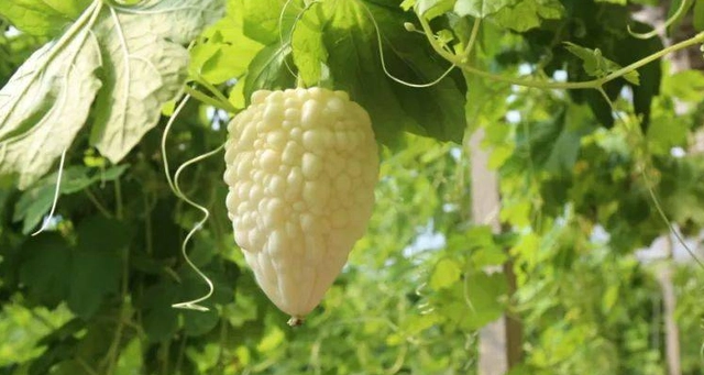 苗苦瓜室内种植技术与管理_苗苦瓜室内种植技术视频_室内苦瓜苗种植技术