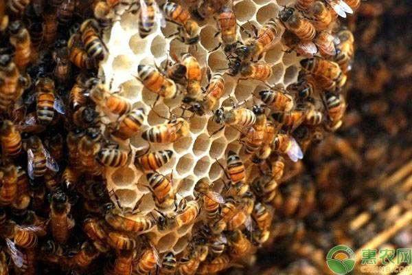 蜜蜂如何养殖？蜜蜂养殖技术大全