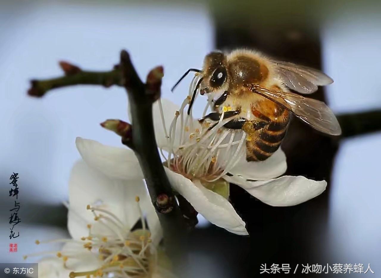 不怕没蜂养，就怕没技术，想养好蜂学好这些技术是关键