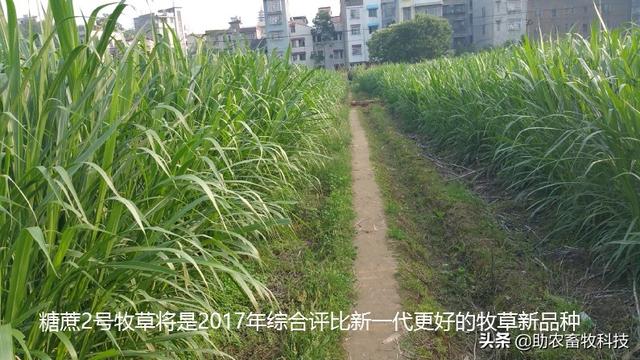 种植牧草致富视频_视频致富种植牧草是真的吗_致富经种牧草养殖视频