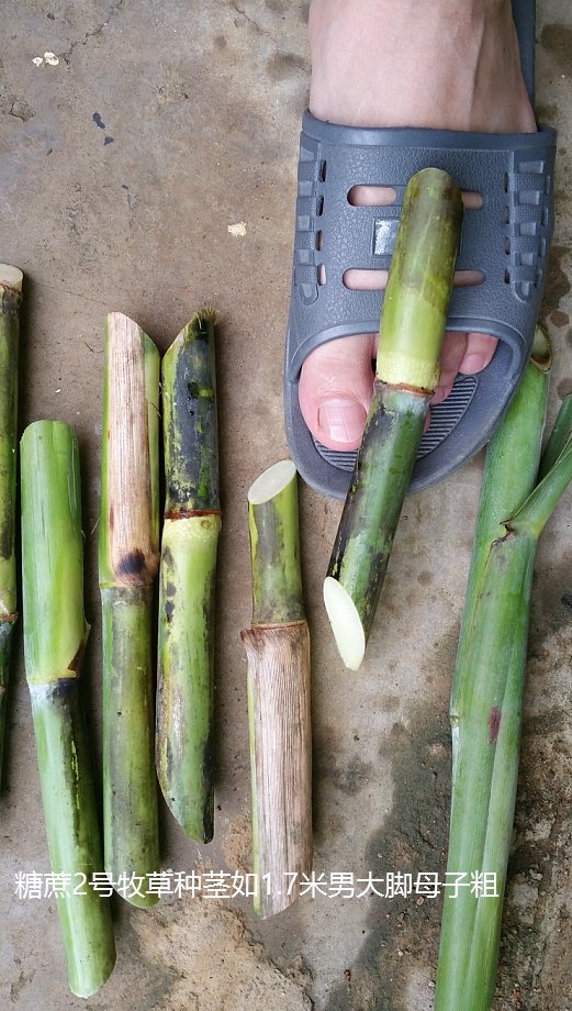 致富经种牧草养殖视频_视频致富种植牧草是真的吗_种植牧草致富视频