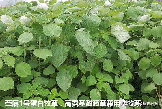 致富经种牧草养殖视频_种植牧草致富视频_视频致富种植牧草是真的吗