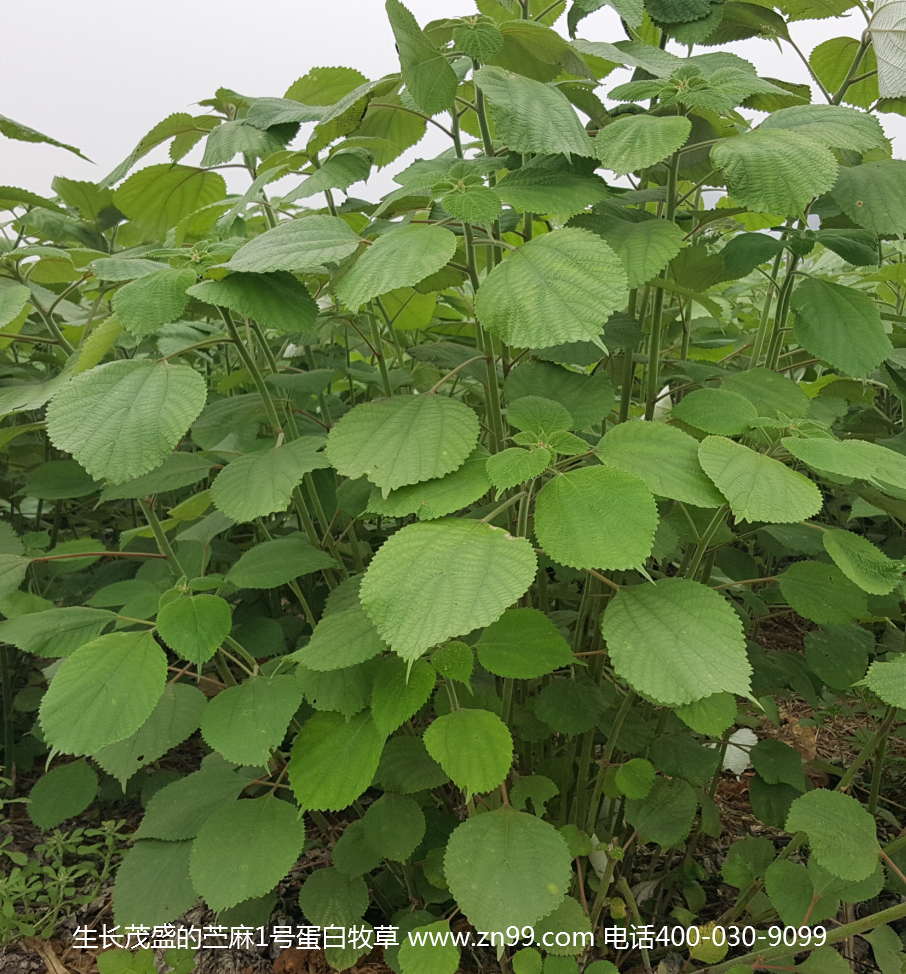 视频致富种植牧草是真的吗_致富经种牧草养殖视频_种植牧草致富视频