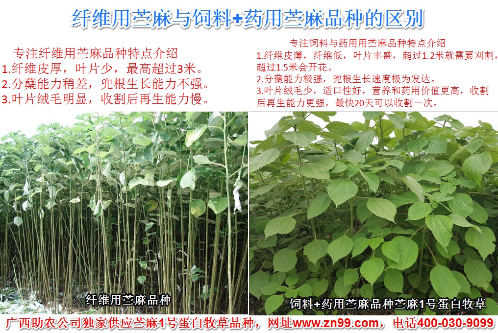 视频致富种植牧草是真的吗_致富经种牧草养殖视频_种植牧草致富视频