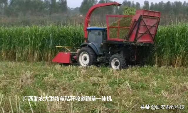 致富经种牧草养殖视频_种植牧草致富视频_视频致富种植牧草是真的吗
