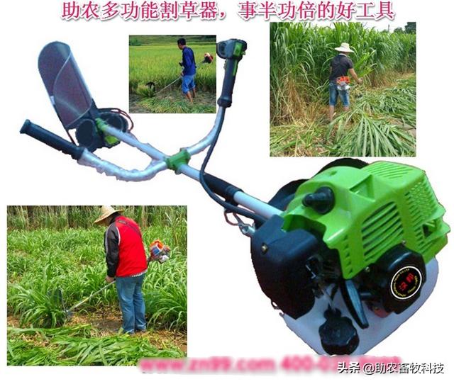 致富经种牧草养殖视频_视频致富种植牧草是真的吗_种植牧草致富视频