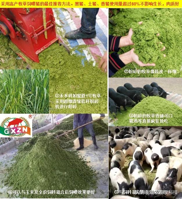 视频致富种植牧草是真的吗_种植牧草致富视频_致富经种牧草养殖视频