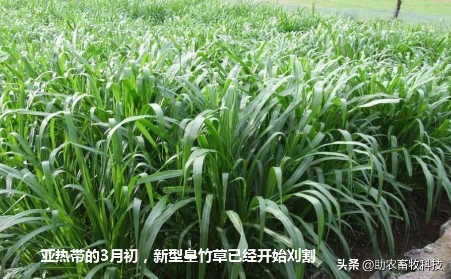 致富经种牧草养殖视频_视频致富种植牧草是真的吗_种植牧草致富视频