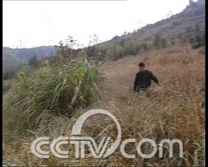 大棚种草养鸡_致富经大棚草笼养鸡_大棚种草养鸡视频农业农村