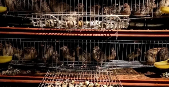 关于鹌鹑养殖的书_鹌鹑养殖致富书籍_致富经养鹌鹑