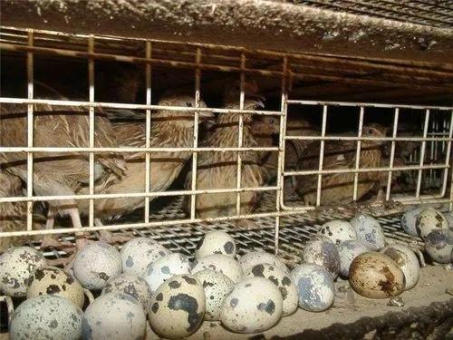 致富经养鹌鹑_鹌鹑养殖致富书籍_关于鹌鹑养殖的书
