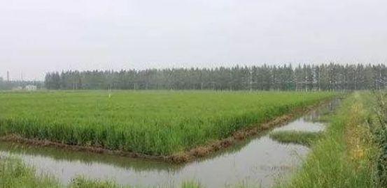 龙虾养殖：稻田养殖成功经验分享，真正致富的方法