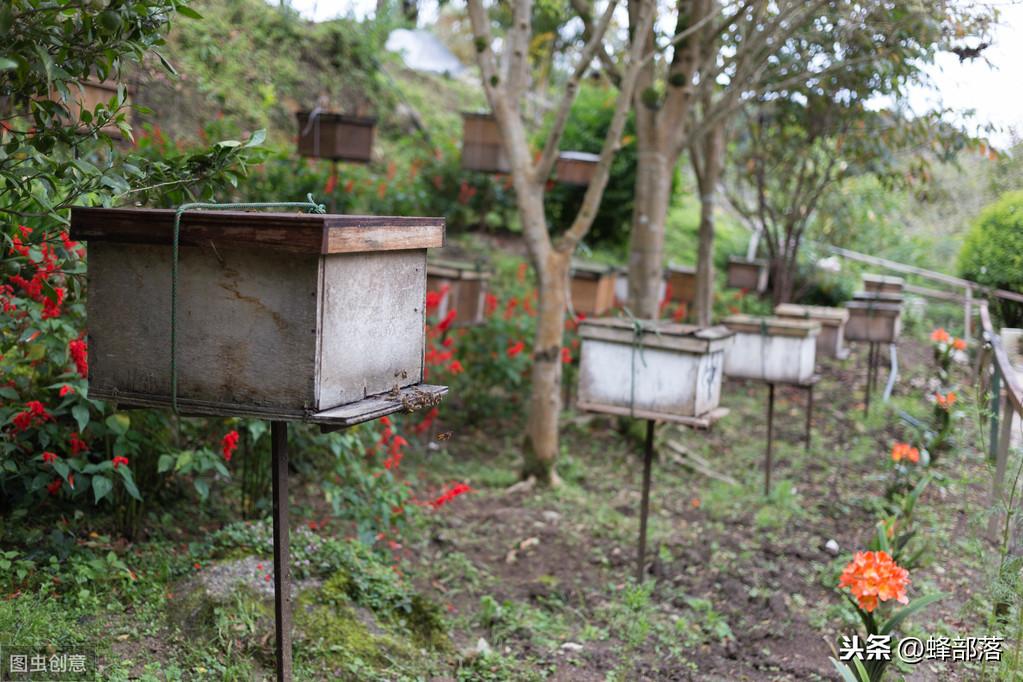 蜜蜂养殖技术要点_蜜蜂养殖蜜蜂养殖技术_蜜蜂养殖技术培训学校