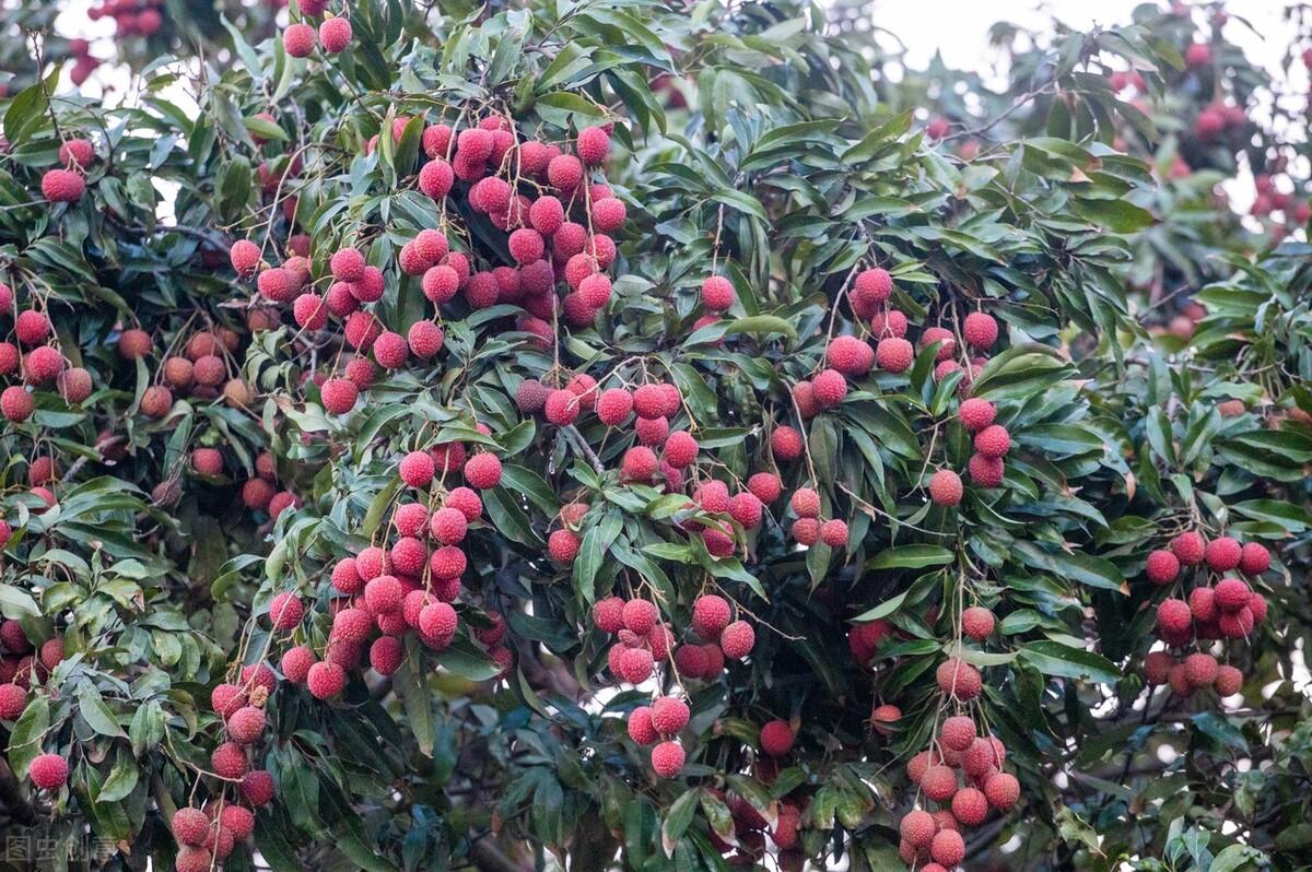 种植林果致富项目_种植果树致富_致富种植果林项目有哪些