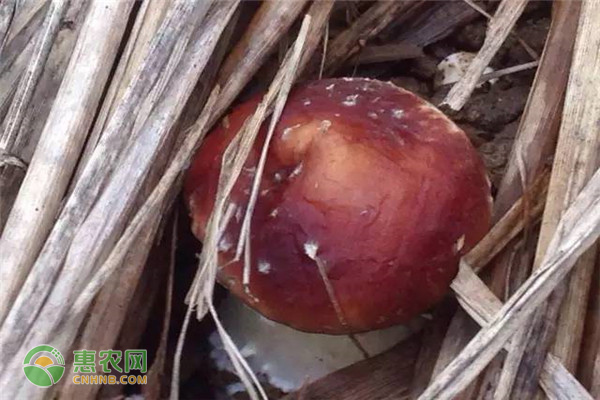 赤菇种植致富经_赤菇种植需要什么条件_致富赤菇种植方法