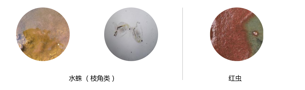 养殖生鱼技术与管理_养殖生鱼要注意事项_生鱼的养殖技术