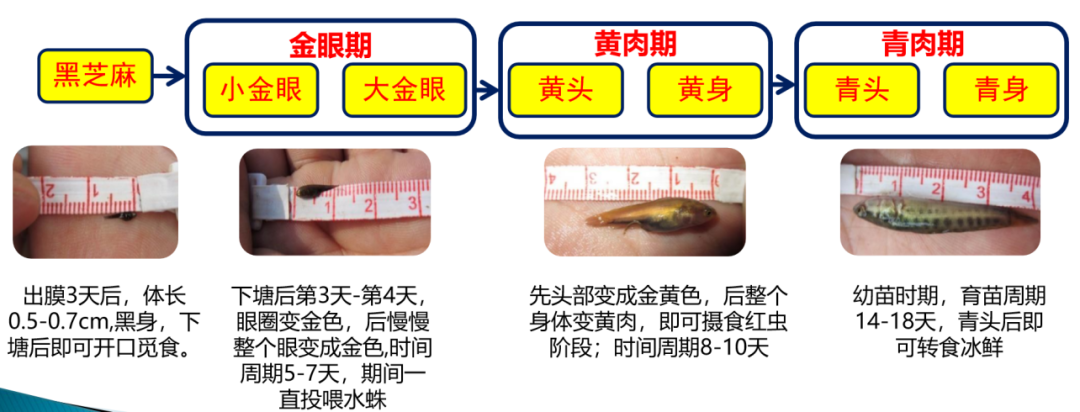 养殖生鱼技术与管理_养殖生鱼要注意事项_生鱼的养殖技术