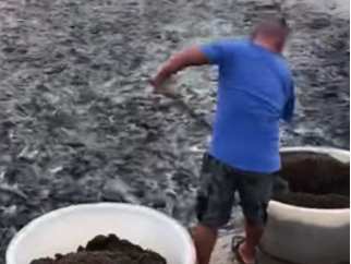 养殖生鱼技术与管理_生鱼的养殖技术_养殖生鱼要注意事项
