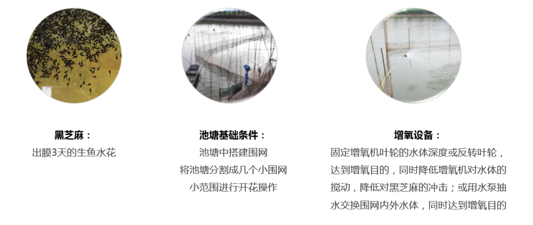 养殖生鱼要注意事项_生鱼的养殖技术_养殖生鱼技术与管理
