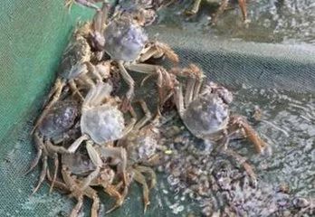 螃蟹养殖技术放苗时间_螃蟹苗怎么养_蟹苗要养多久