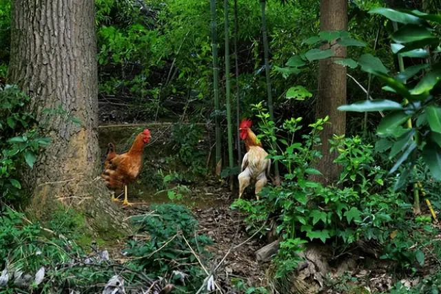 致富经林下养殖鸡视频_养鸡视频致富经_养殖鸡致富经视频