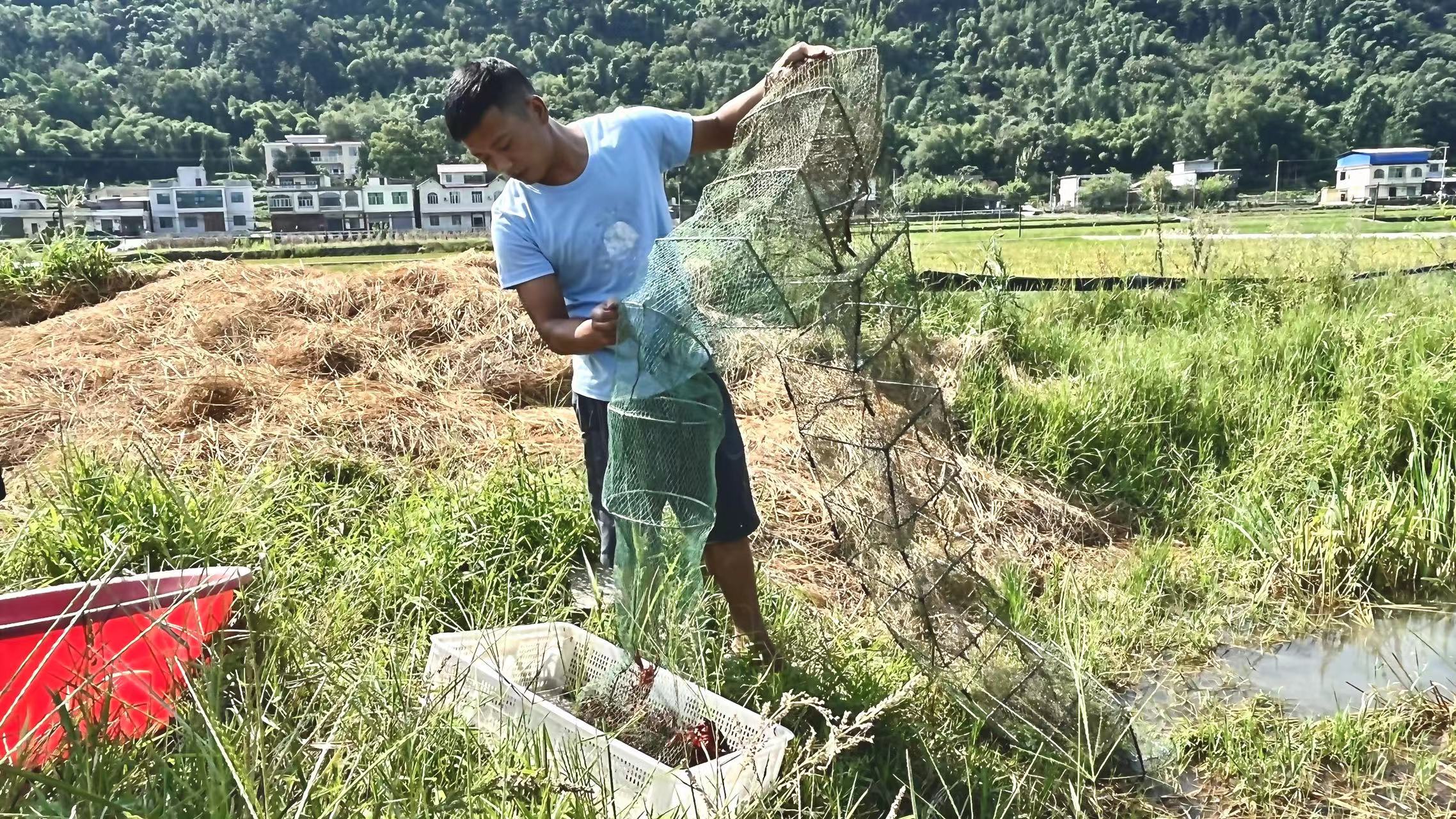四川兴文：“稻虾共养”一田双收，托起乡村致富梦